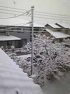 ゆきだー