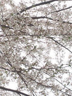 桜の満開